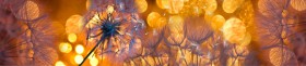 Кухонный фартук Мерцание Одуванчики золотистые 3 серебро в Шадринске - shadrinsk.katalogmebeli.com | фото